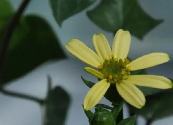 养殖方法|绿玉菊可以水培吗