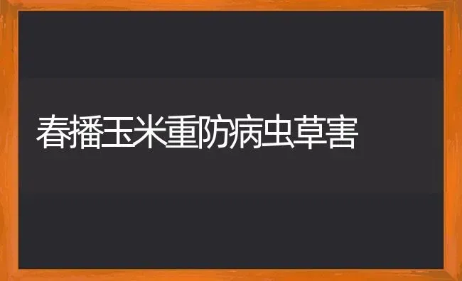 春播玉米重防病虫草害 | 粮油作物种植