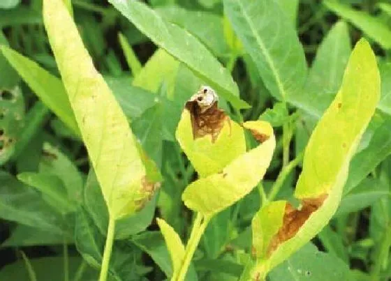 植物病害|空心菜炭疽病的发病原因与治疗方法