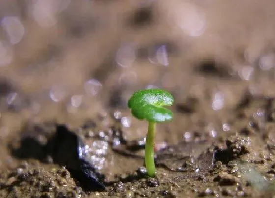 植物百科|和禾苗长得很像的草