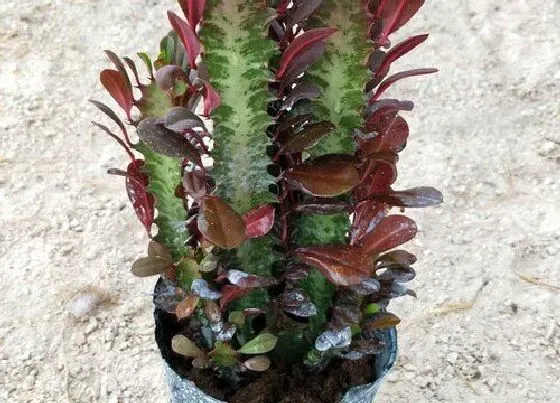 植物百科|仙人柱开花吗 花期是什么时候