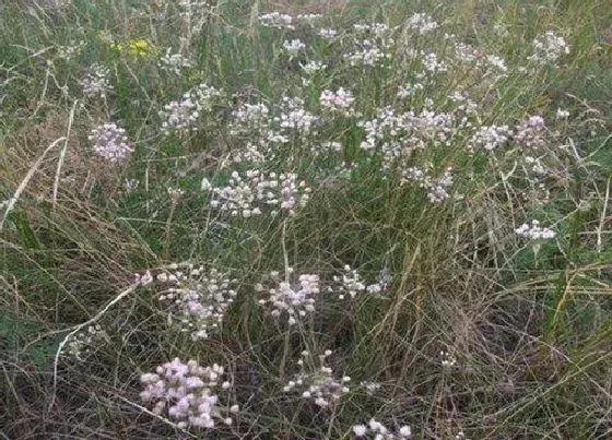 植物百科|麻麻花是什么植物的花