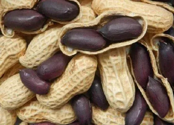 果实科普|花生是果实吗