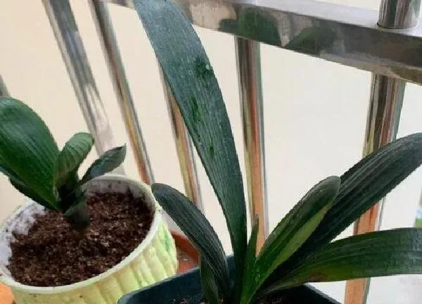 植物换土|君子兰怎么换土换盆