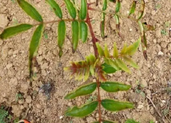 植物虫害|花椒树病虫害防治技术与方法措施