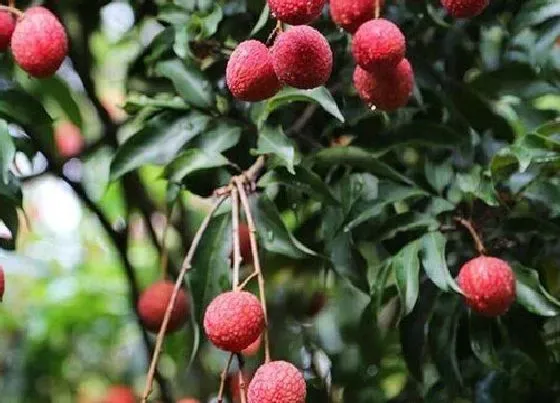 植物百科|深圳的市树是什么树