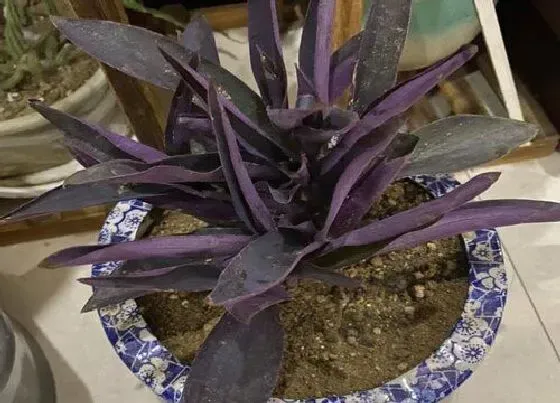 种植管理|紫竹梅种子可以种吗