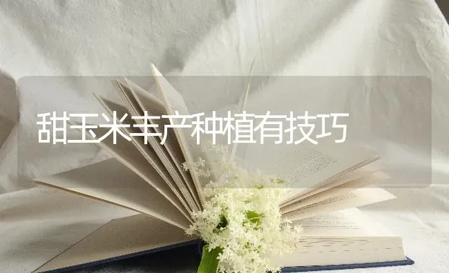 甜玉米丰产种植有技巧 | 植物种植百科