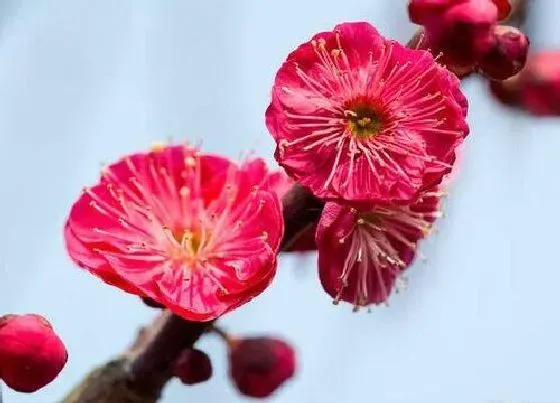 摆放常识|家里养梅花风水好不好 家里养梅花有什么讲究