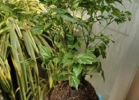 植物百科|幸福树能不能晒太阳