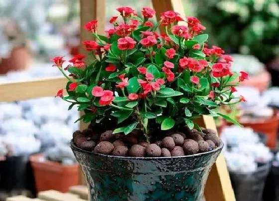 花之最|海棠花品种