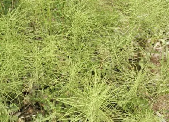 植物百科|节节草和麻黄草的区别 不是同一物种