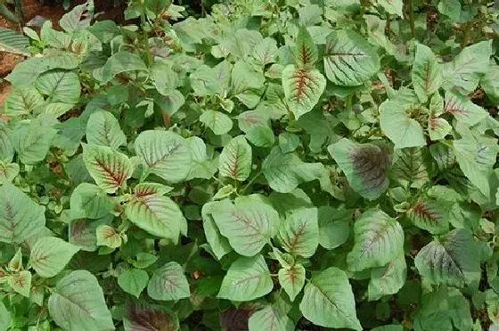 种植方法|苋菜的种植方法和时间