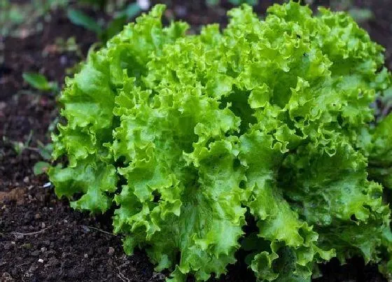 种植方法|奶油生菜的种植方法和时间 自己家里种植步骤