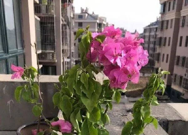 养殖方法|叶子花的养殖方法和注意事项