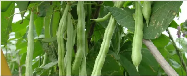 四季豆种植怎么搭架 | 农业技术