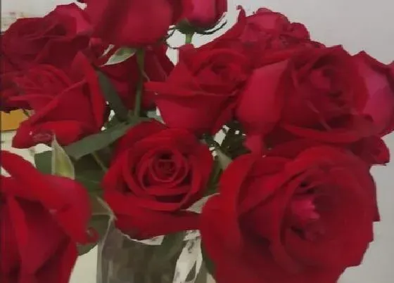 送花|父母结婚纪念日送什么花比较好 父母结婚周年送鲜花来祝福
