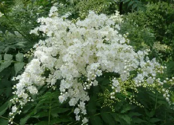 花语|什么花的花语是加油努力