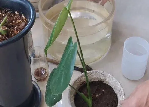 植物扦插|龟背竹几月份扦插最好