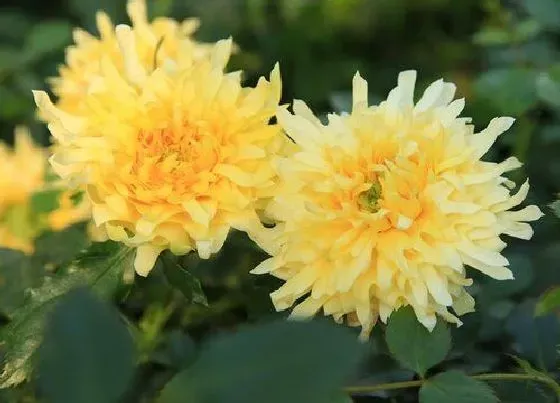 植物种类|花是植物吗 属于什么植物