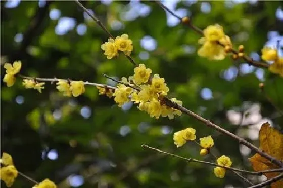 开花时间|腊梅什么季节开花 开花月份