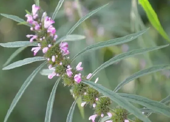 习性特点|新鲜益母草长什么样子