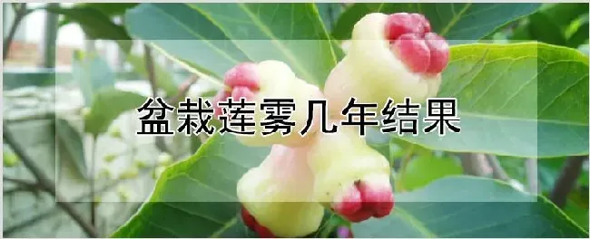 盆栽莲雾几年结果 | 农业科普