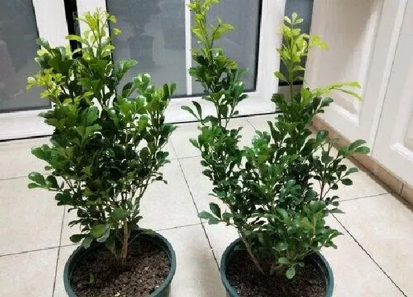 植物浇水|米兰花几天浇一次水最好