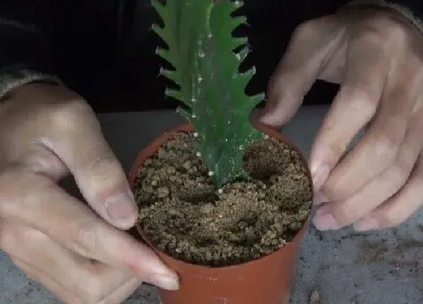 植物扦插|龙骨花几月份扦插最好