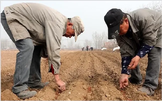 中药种植技术 如何解决种中药的难题？ | 农业科普