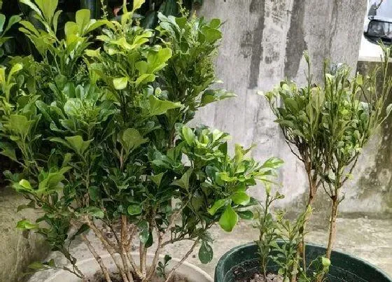 种植土壤|米兰花配土方法与种植土壤