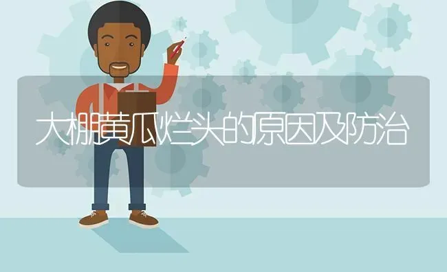 大棚黄瓜烂头的原因及防治 | 蔬菜种植