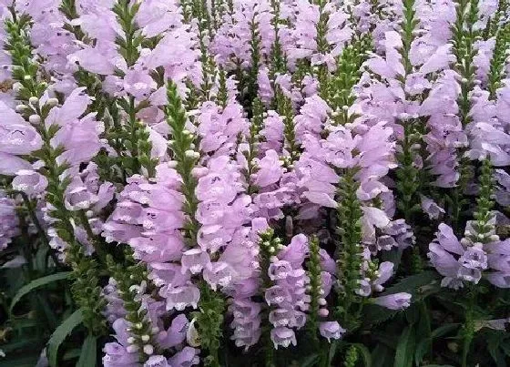 植物百科|常绿宿根花卉有哪些