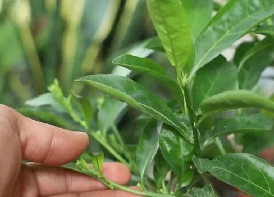 植物修剪|夜来香什么时候剪枝最好 春季修剪枝条方法和注意事项