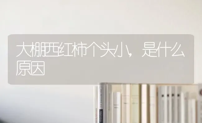 大棚西红柿个头小，是什么原因 | 蔬菜种植