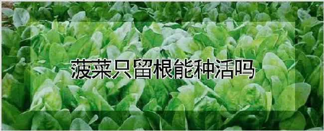 菠菜只留根能种活吗 | 养殖技术