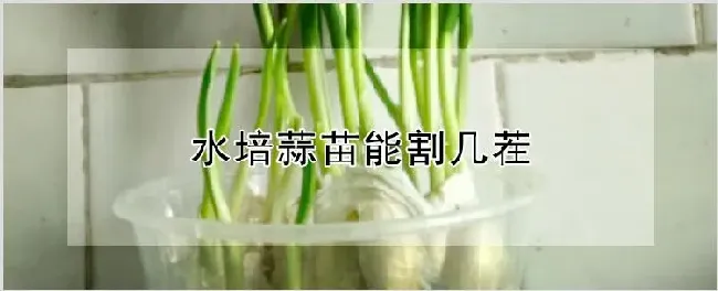 水培蒜苗能割几茬 | 农业技术