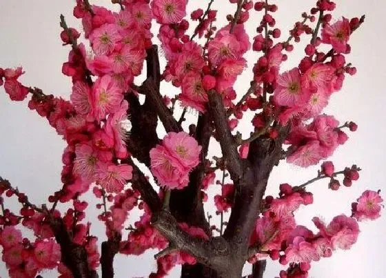 植物百科|梅花属于什么植物类型