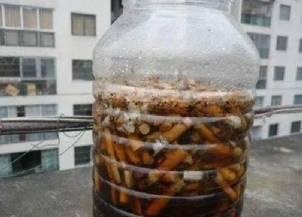 植物浇水|烟灰水可以浇花吗