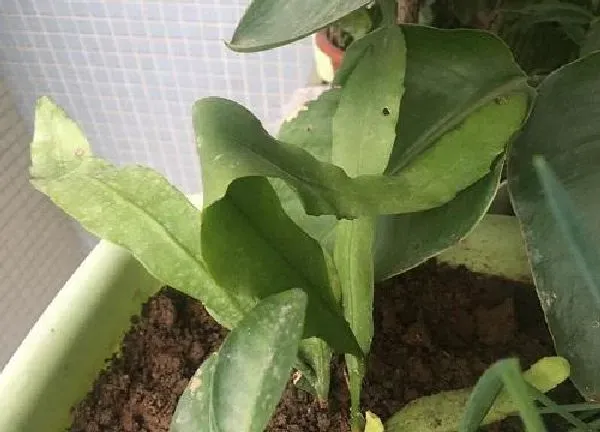 养殖科普|昙花怕冷还是怕热