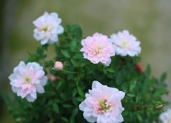 种植方法|月季怎么种植 栽种时间和方法