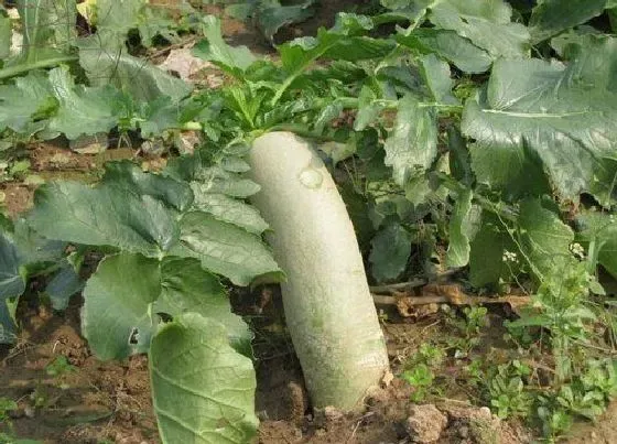 食用科普|青萝卜是热性还是凉性