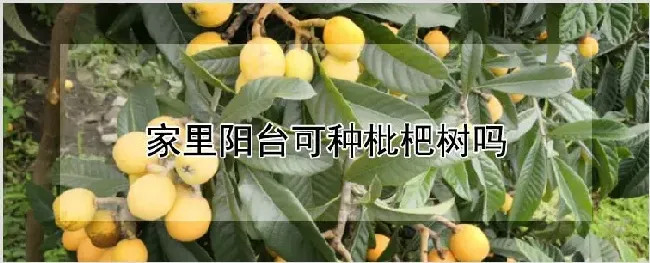 家里阳台可种枇杷树吗 | 养殖技术