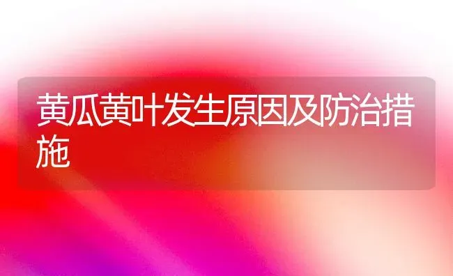 黄瓜黄叶发生原因及防治措施 | 蔬菜种植