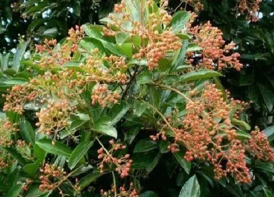 植物百科|珊瑚是什么植物 属于什么科植物