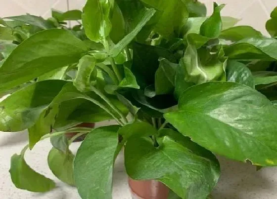 植物排行|水里生长的植物有哪些