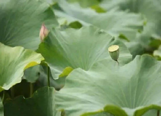 不开花|荷叶为什么不开花