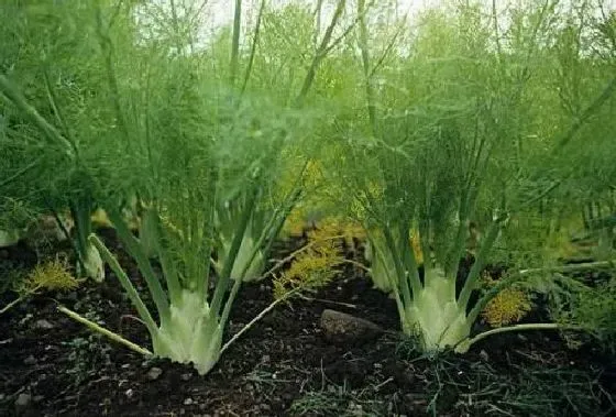 种植方法|茴香种植时间和方法 高产栽培技术与管理措施