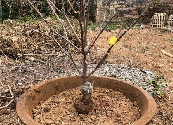 植物移栽|盆栽腊梅上盆时间与养护方法
