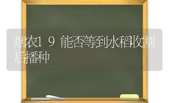 烟农19能否等到水稻收割后播种 | 粮油作物种植